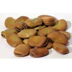 Mojo Wish Bean 1oz 1618 Gold (Vicia Faba)