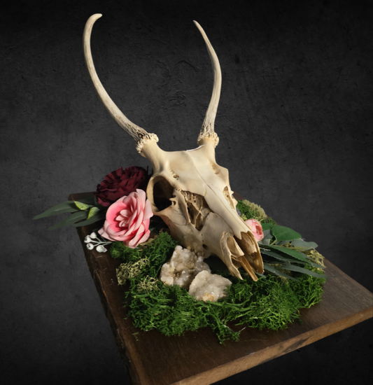 Large Mounted Stag Skull Decorative Mount