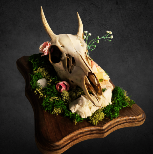 Medium Stag Skull Decorative Mount