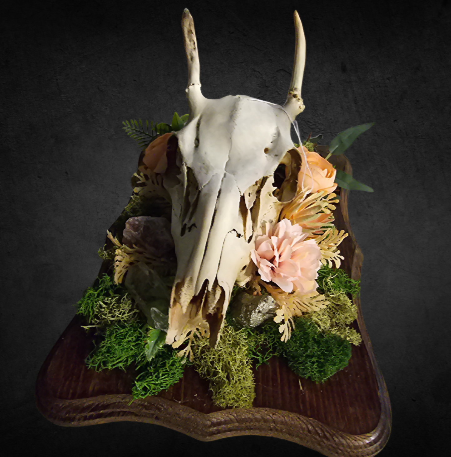 Medium Stag Skull Decorative Mount