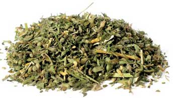 Catnip Cut 1oz (Nepeta Cataria)